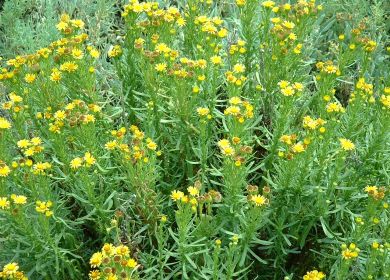 Enula Inula crithmoides 