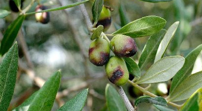 BOLLETTINO FITOPATOLOGICO N. 2